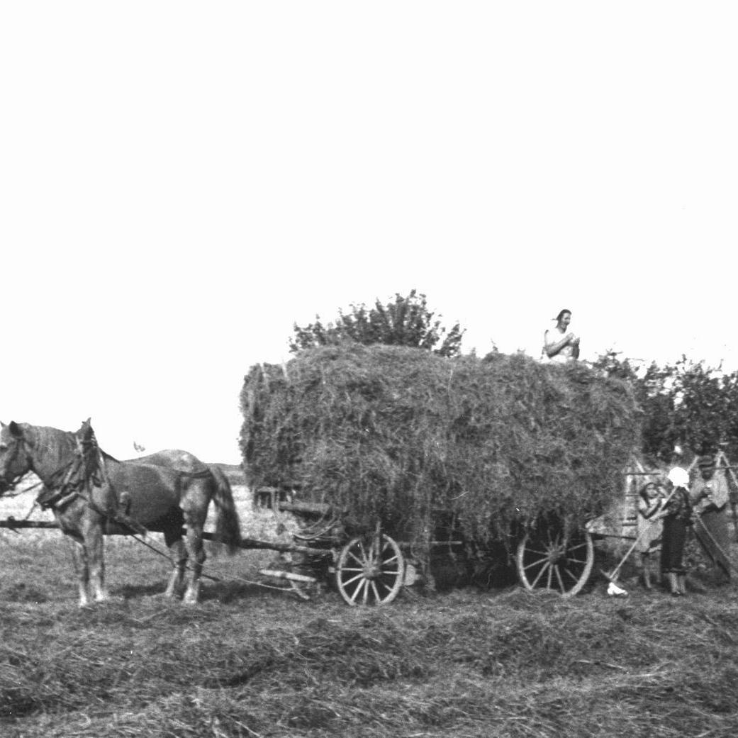 1963: Heuernte mit Pferd Max, den Familien Kurz und Kern gegenüber des alten Bauhofes (Quelle: Martha Kern)