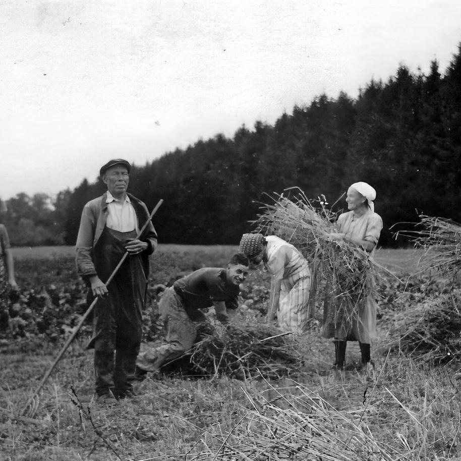 1938: Getreide-Ernte (Garben) Fam. Karl Knecht (Quelle: Manfred Knecht)
